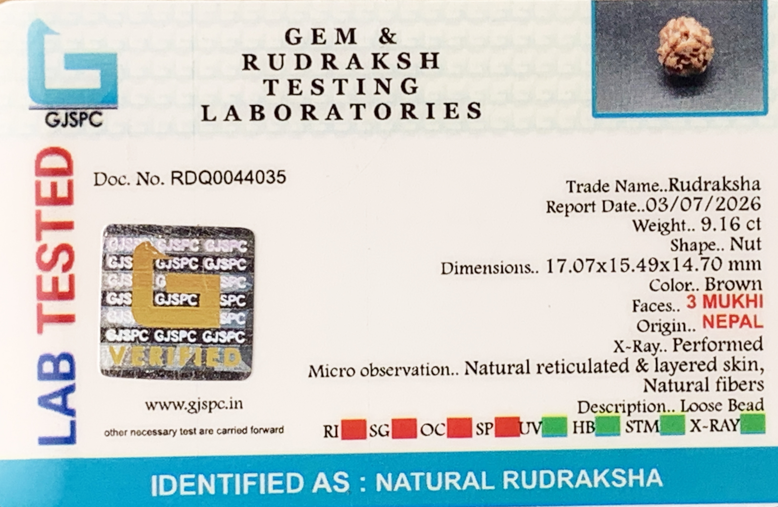 3 Mukhi Rudraksha (1.832gm) view 2