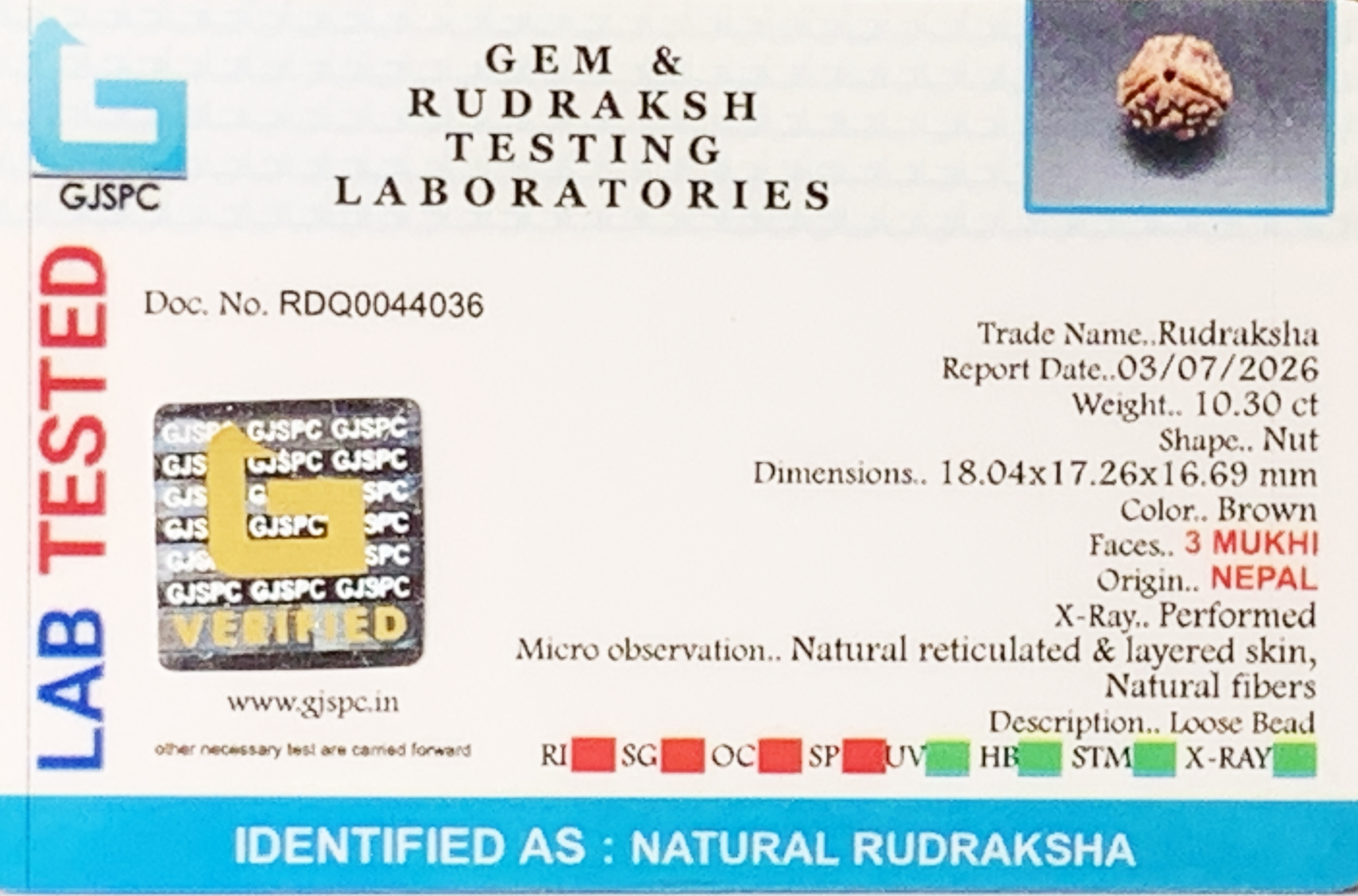 3 Mukhi Rudraksha (2.060gm) view 2