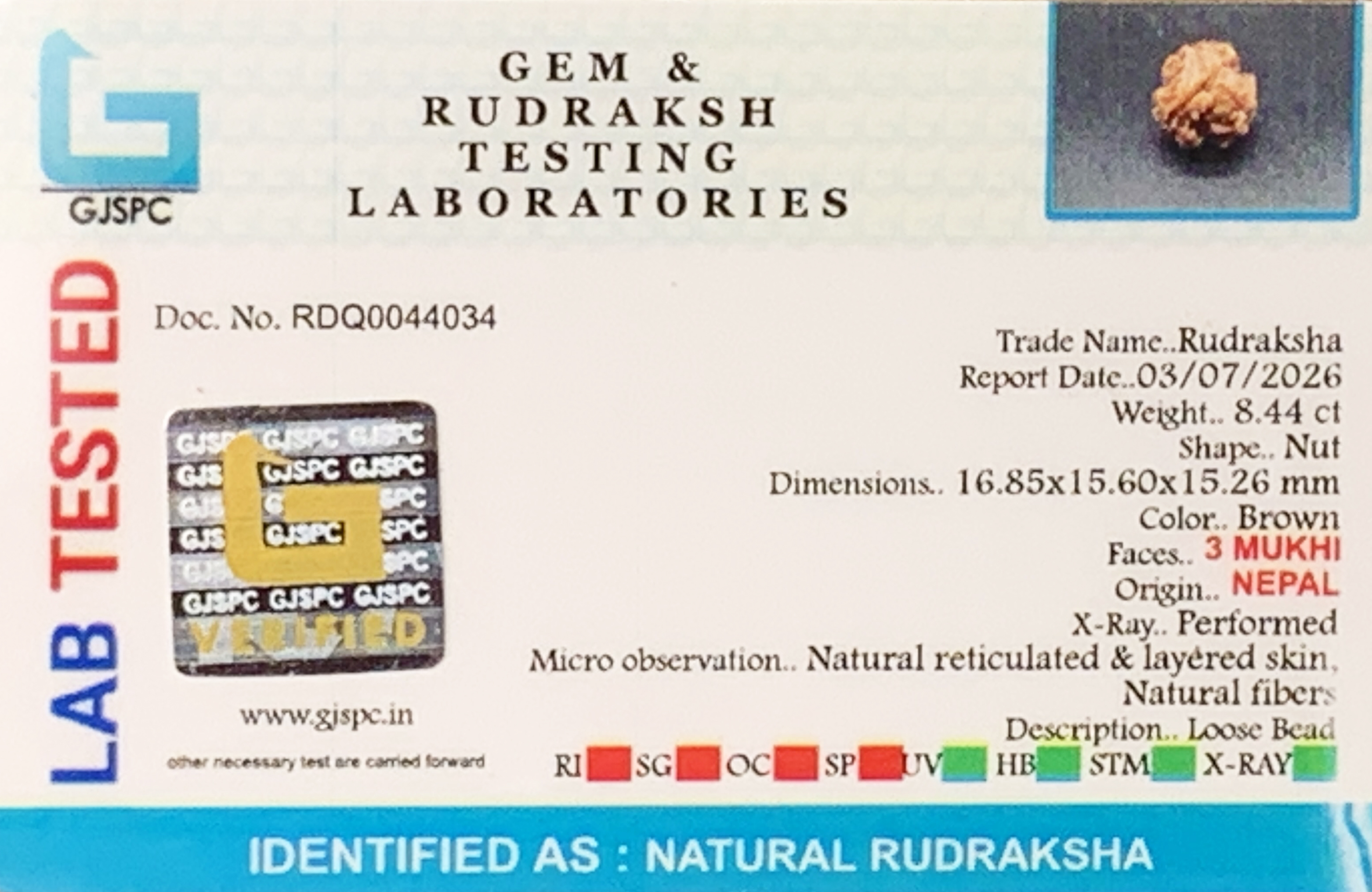 3 Mukhi Rudraksha (1.688gm) view 2