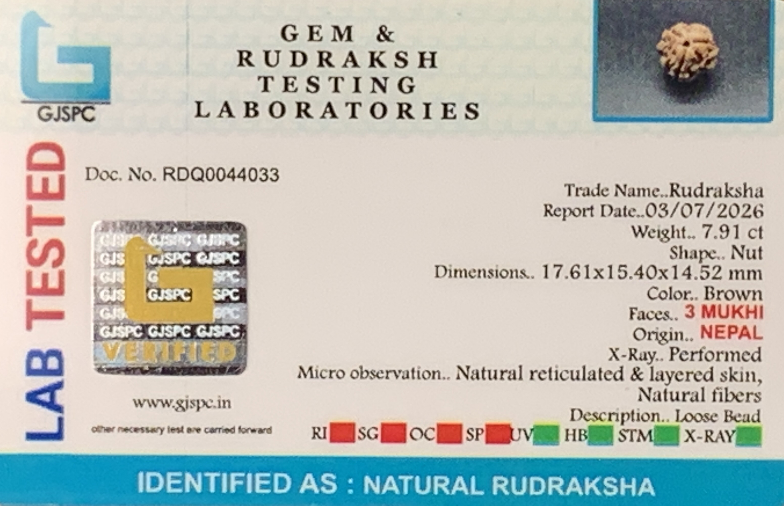 3 Mukhi Rudraksha (1.582gm) view 2