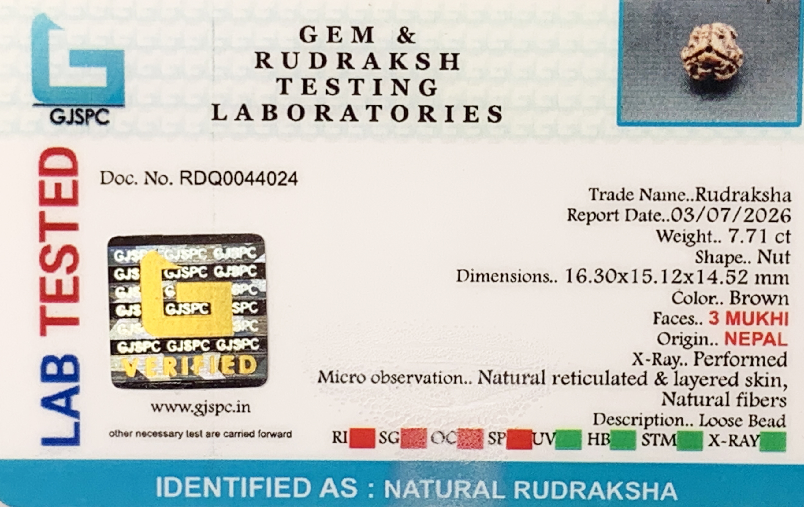 3 Mukhi Rudraksha (1.542gm) view 2