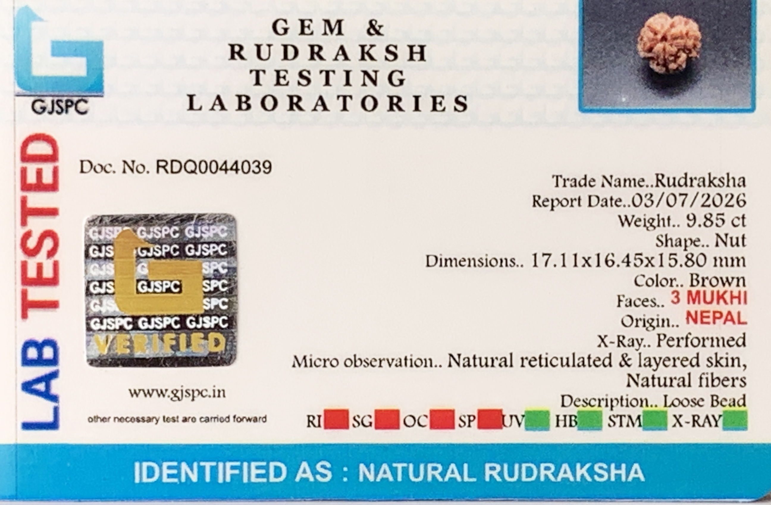 3 Mukhi Rudraksha (1.970gm) view 2