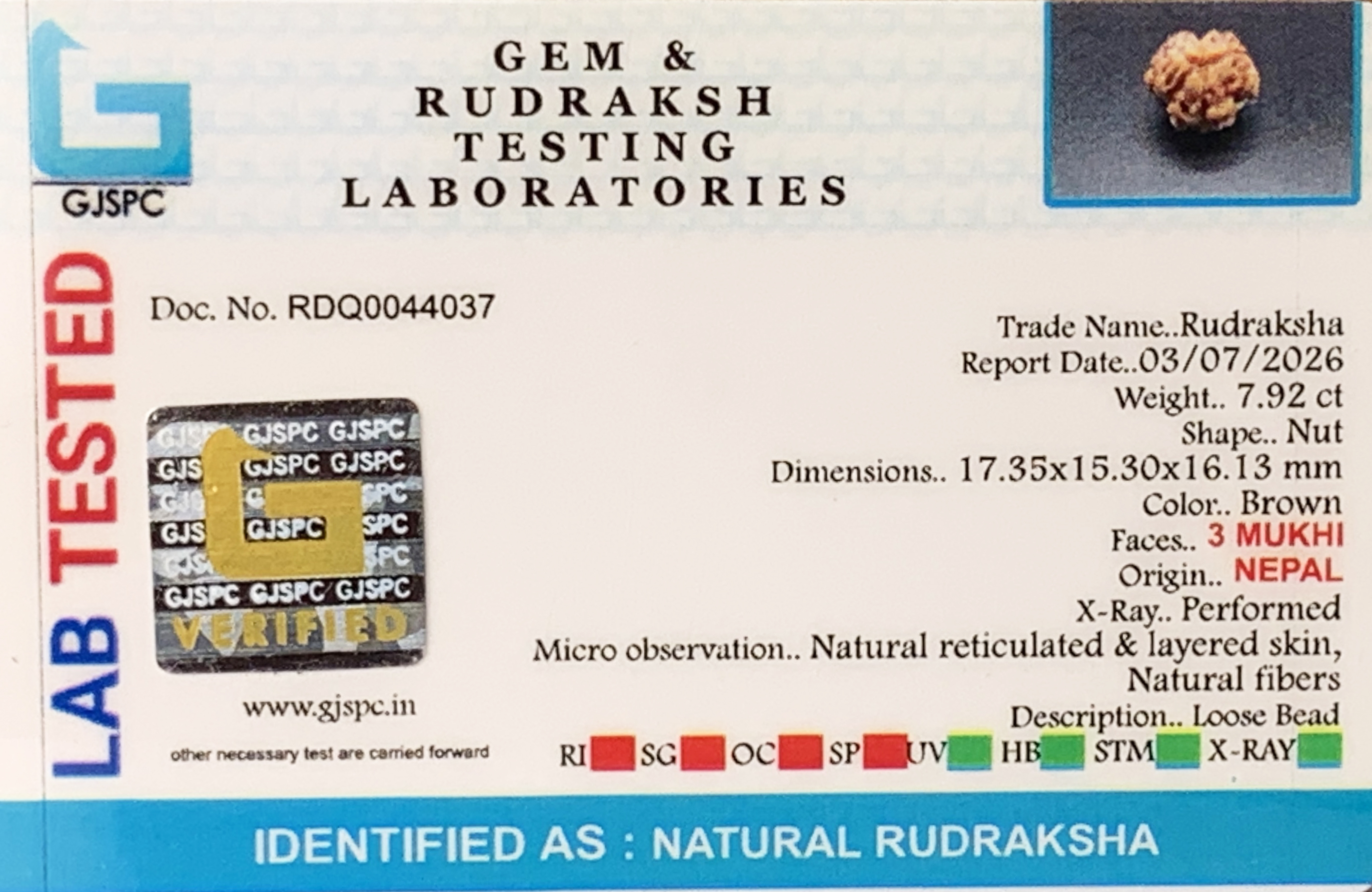 3 Mukhi Rudraksha (1.584gm) view 2