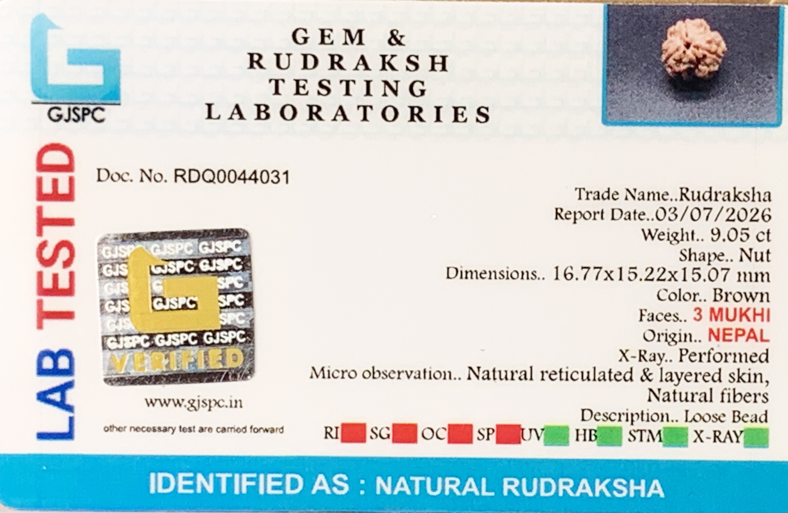 3 Mukhi Rudraksha (1.810gm) view 2