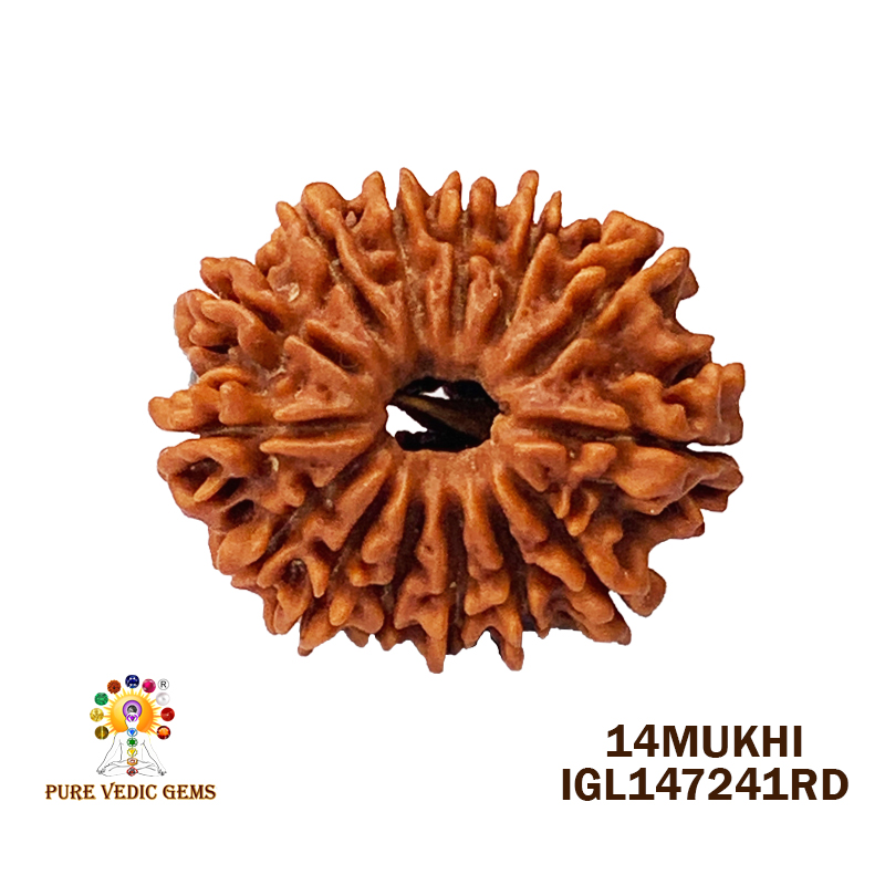 14 Mukhi Rudraksha (2.770gm)
