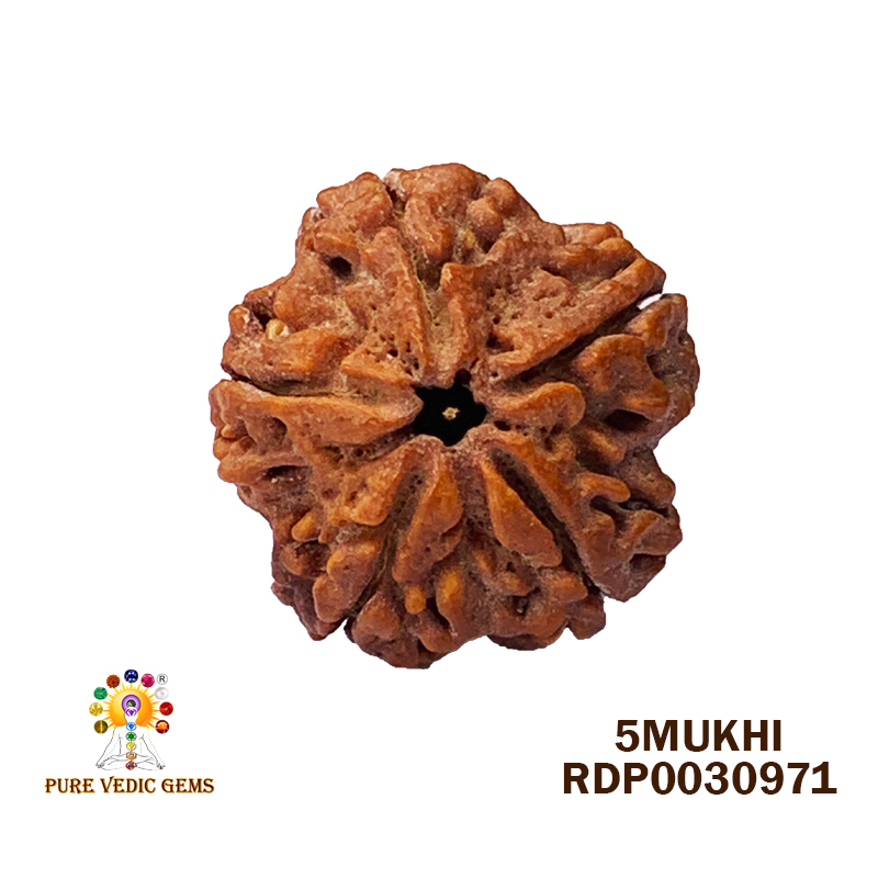 5 Mukhi Rudraksha (5.168gm) — image 1