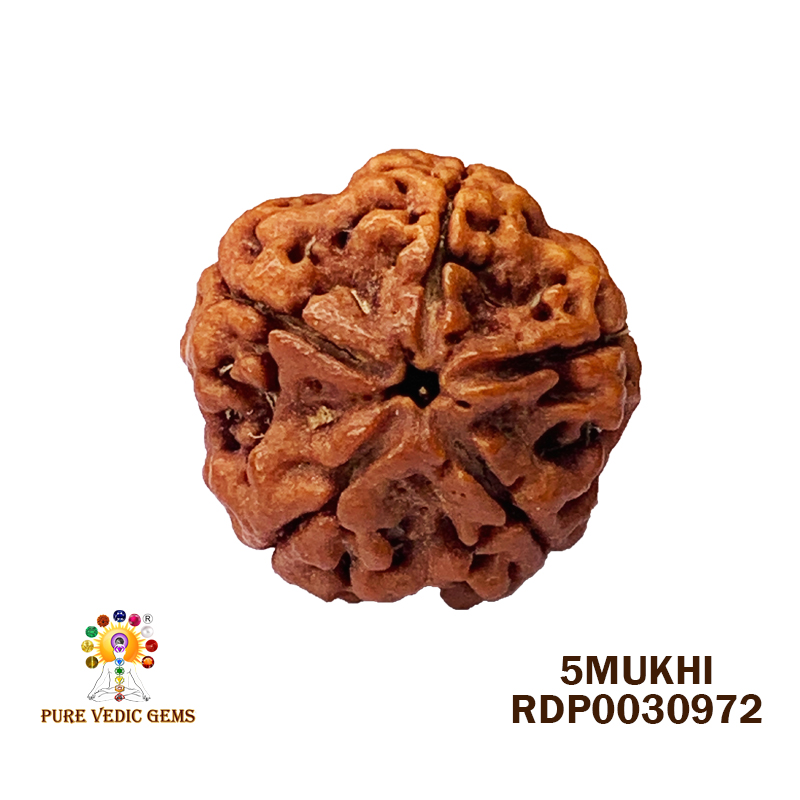 5 Mukhi Rudraksha (5.150gm)