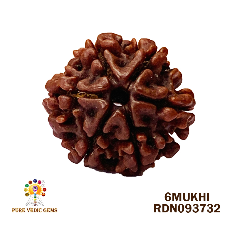 6 Mukhi Rudraksha (2.004gm) — image 1