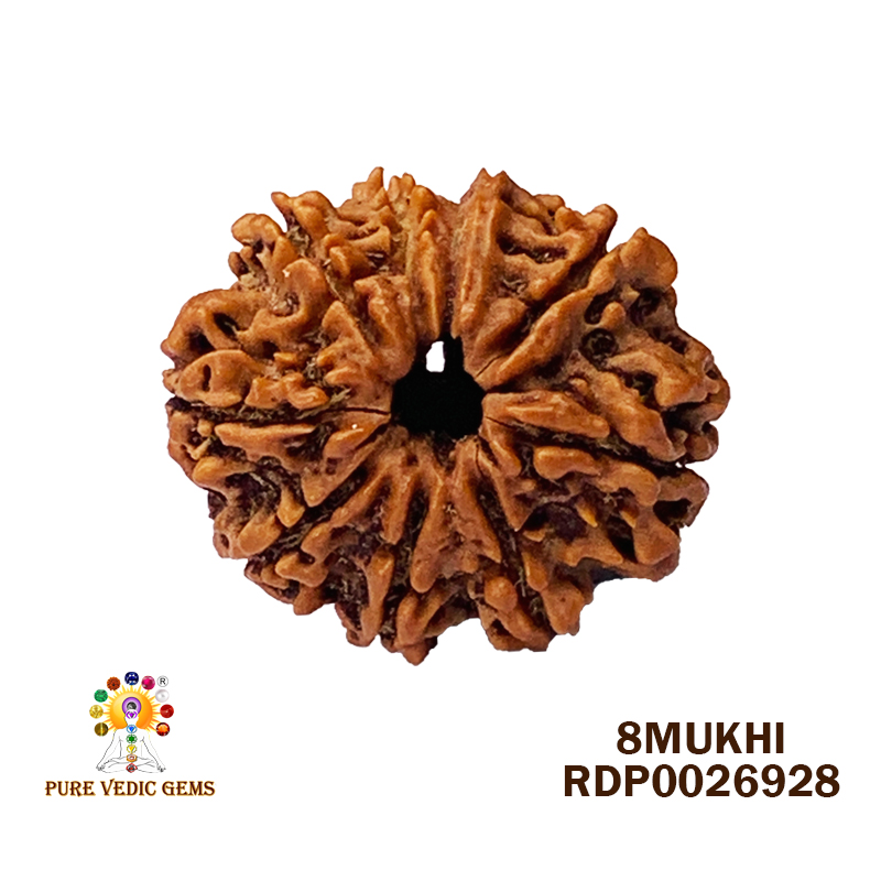 8 Mukhi Rudraksha (3.272mg)