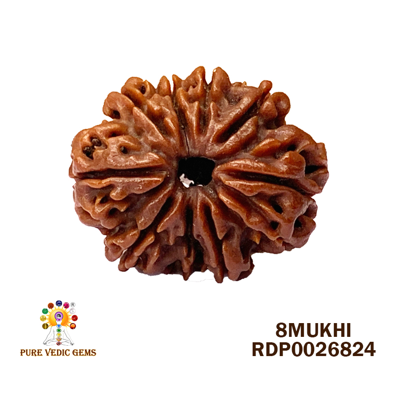 8 Mukhi Rudraksha (2.702mg) — image 1