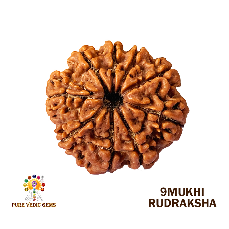 9 Mukhi Rudraksha (4.951gm)
