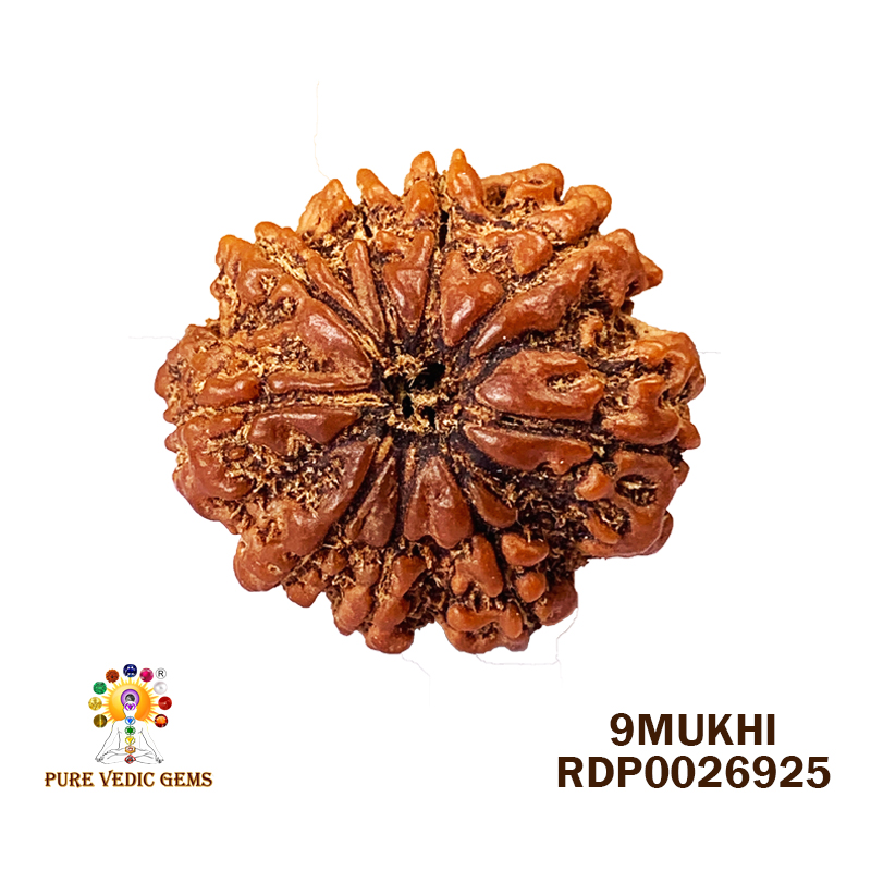 9 Mukhi Rudraksha (3.770gm) — image 1