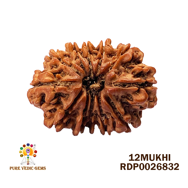 12 Mukhi Rudraksha (2.654gm) — image 1