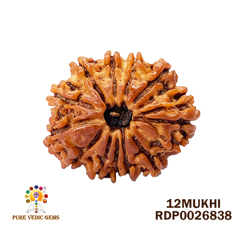 12 Mukhi Rudraksha (3.036gm) — image 1