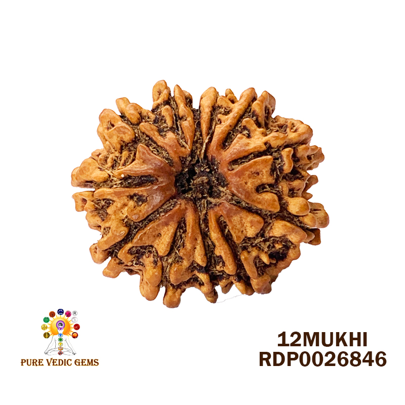 12 Mukhi Rudraksha (2.558gm)
