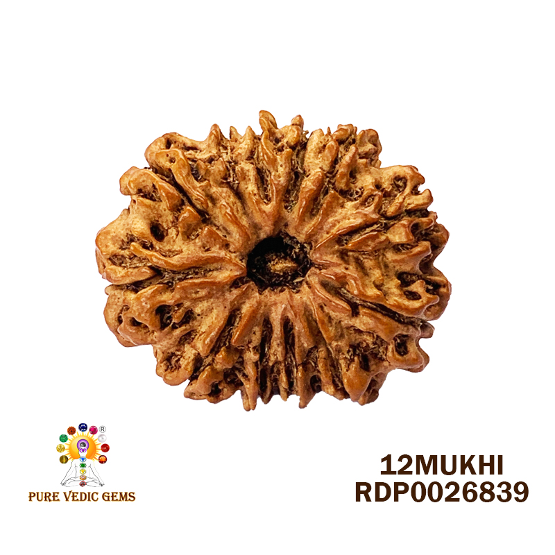 12 Mukhi Rudraksha (2.472gm)