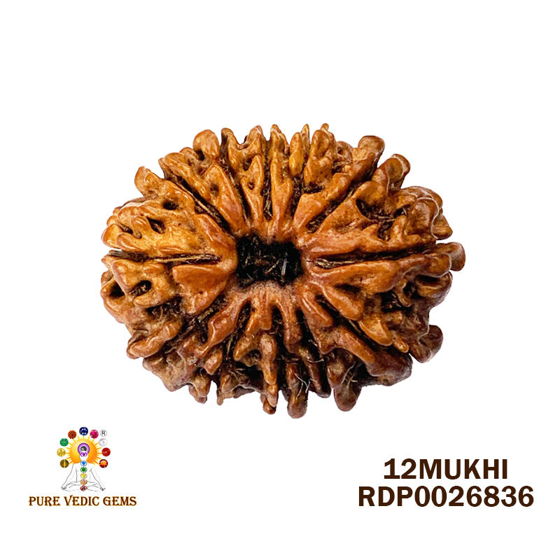 12 Mukhi Rudraksha (2.342gm) — image 1