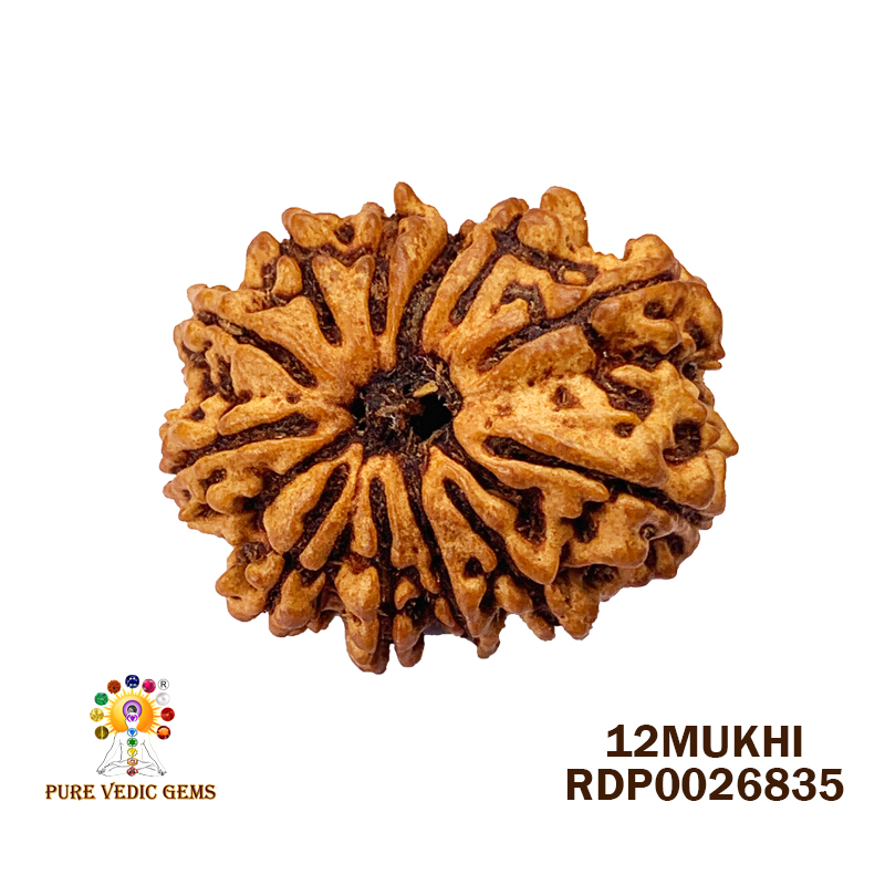 12 Mukhi Rudraksha (2.042gm)