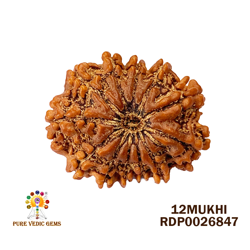 12 Mukhi Rudraksha (4.052gm) — image 1