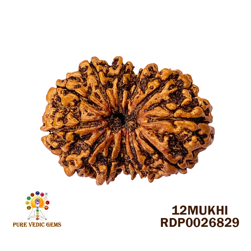 12 Mukhi Rudraksha (3.784gm)