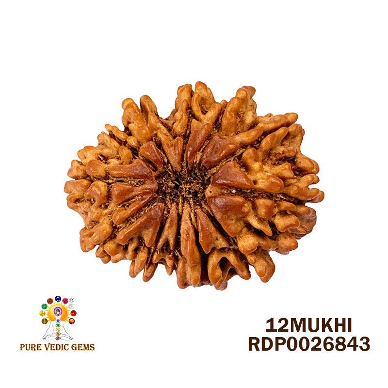 12 Mukhi Rudraksha (3.250gm) — image 1