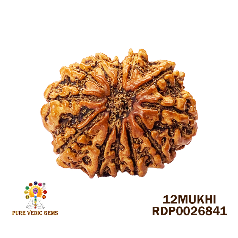 12 Mukhi Rudraksha (2.316gm) — image 1