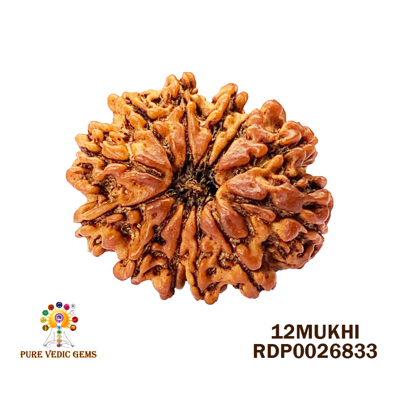 12 Mukhi Rudraksha (3.172gm)