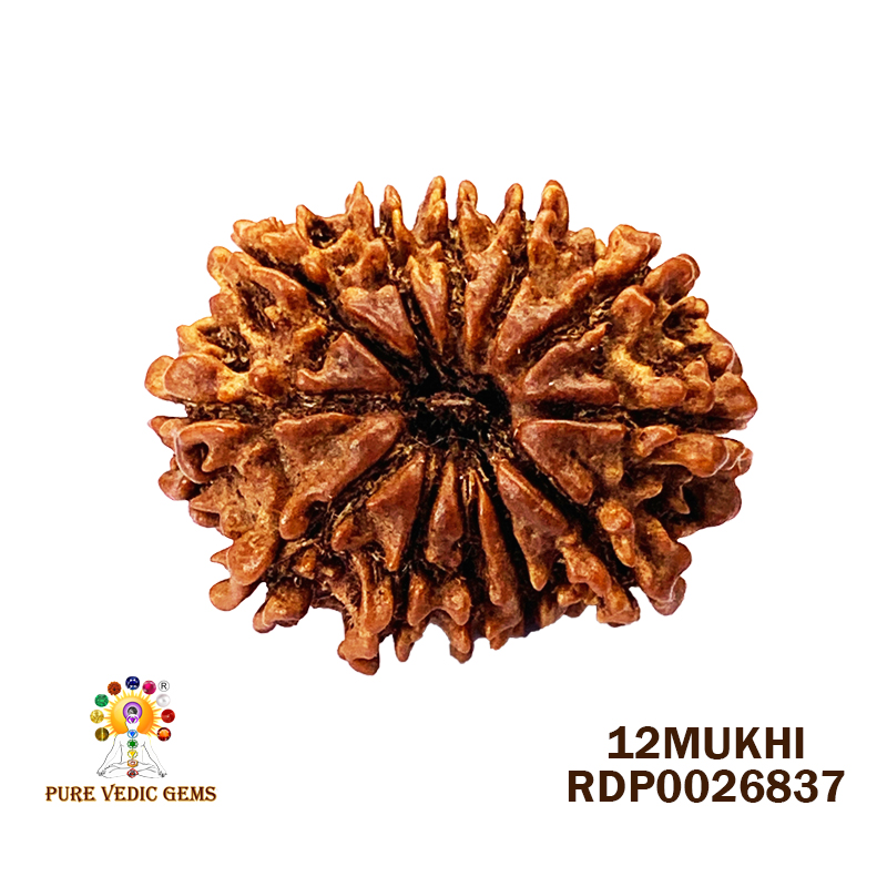 12 Mukhi Rudraksha (2.748gm)