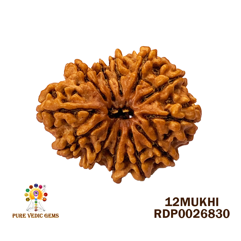 12 Mukhi Rudraksha (3.508gm)