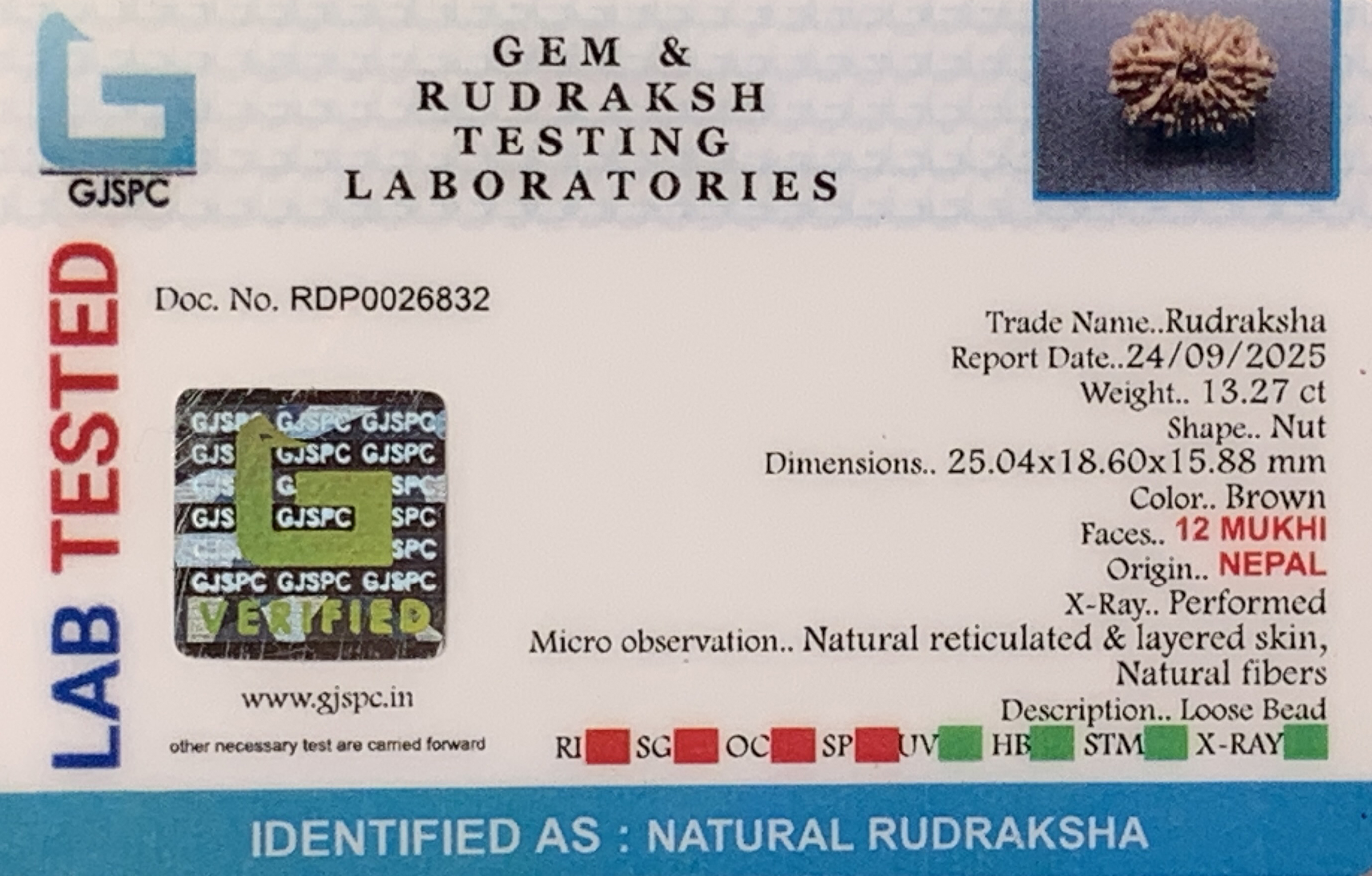 12 Mukhi Rudraksha (2.654gm) view 2