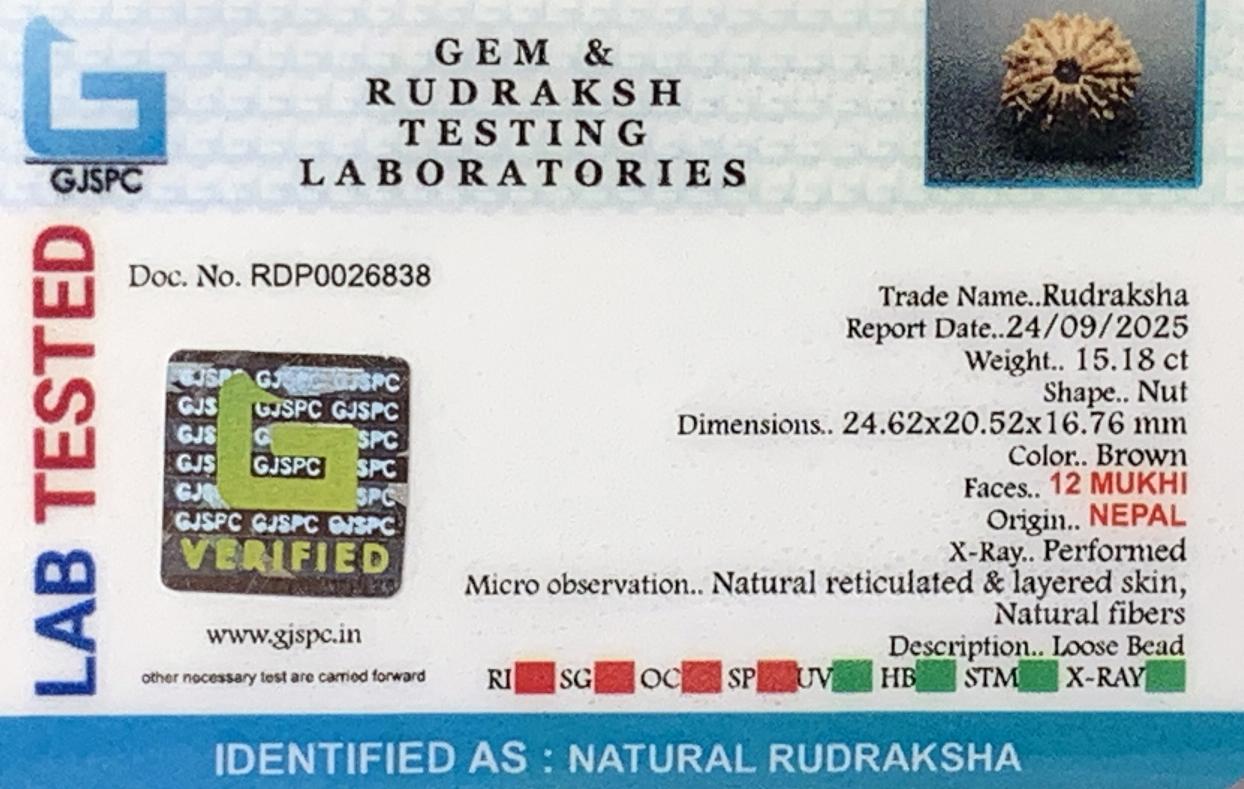 12 Mukhi Rudraksha (3.036gm) view 2