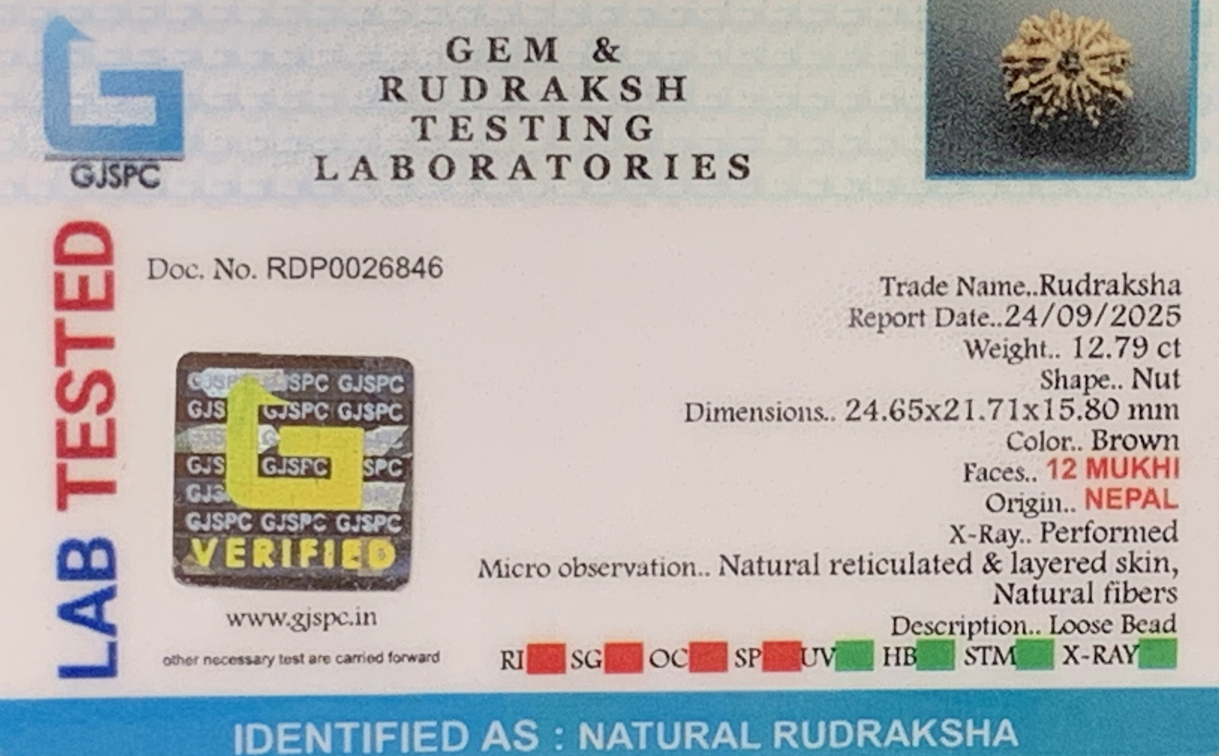 12 Mukhi Rudraksha (2.558gm) view 2