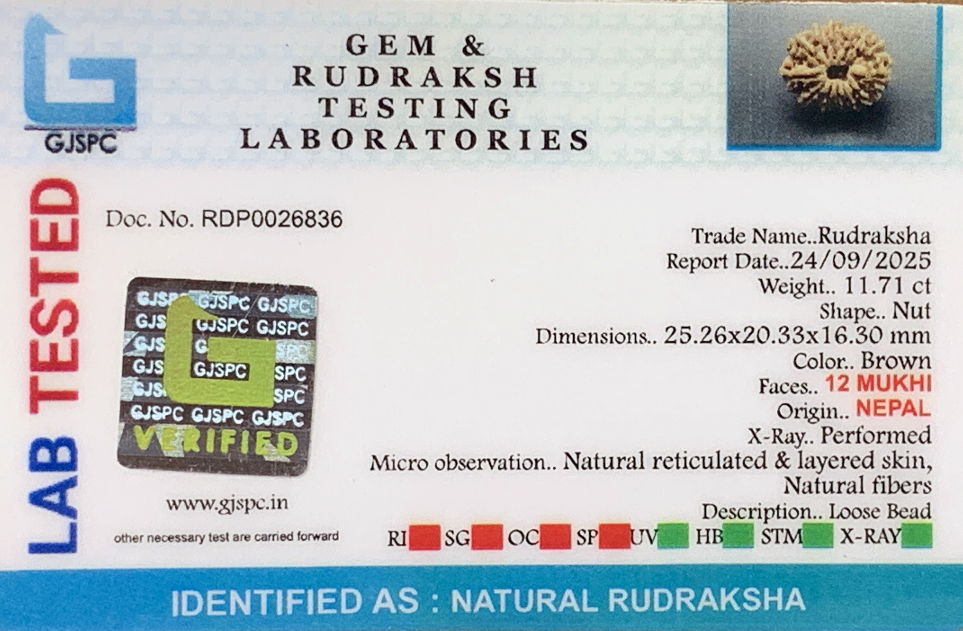 12 Mukhi Rudraksha (2.342gm) view 2
