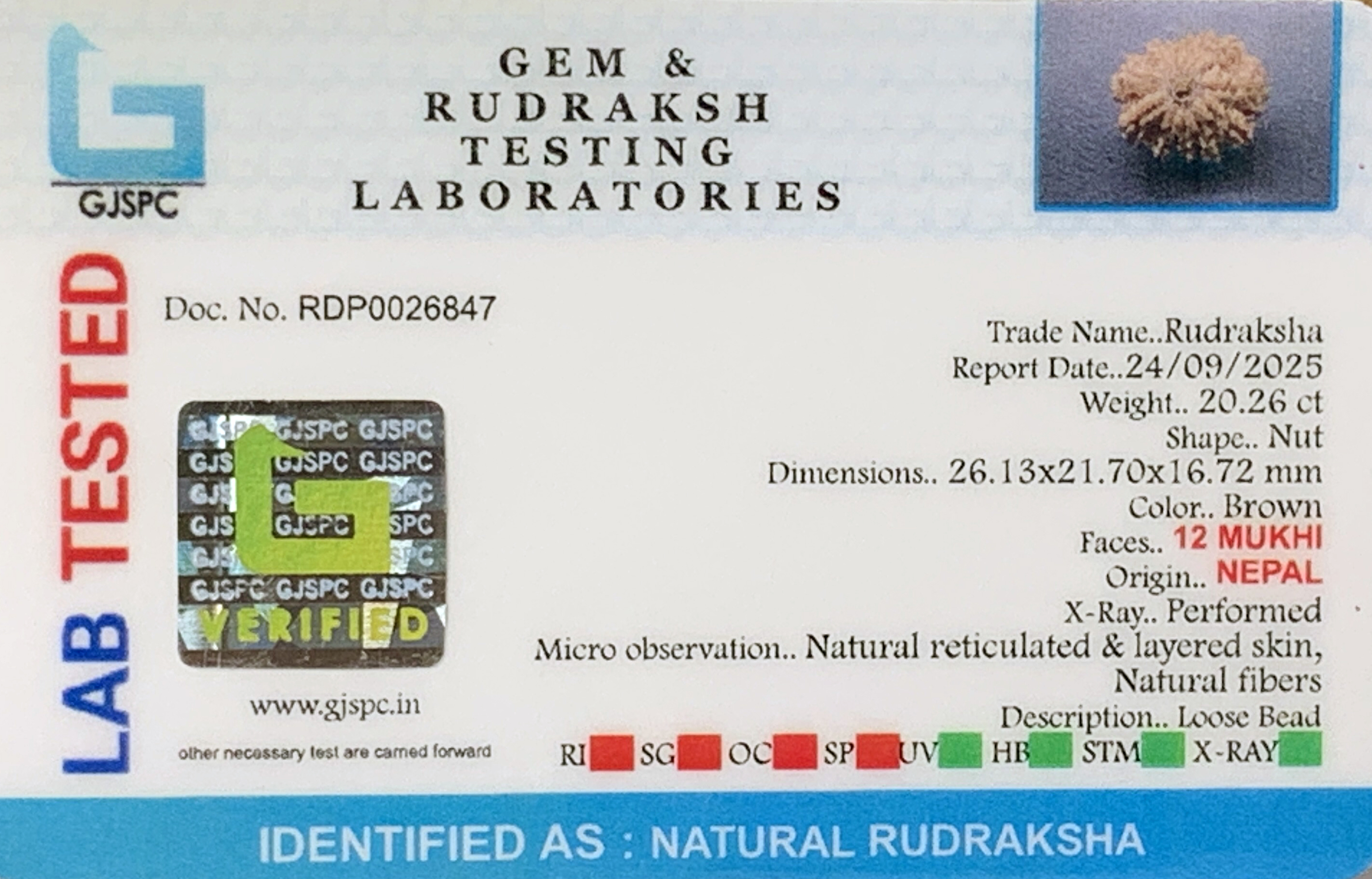 12 Mukhi Rudraksha (4.052gm) view 2