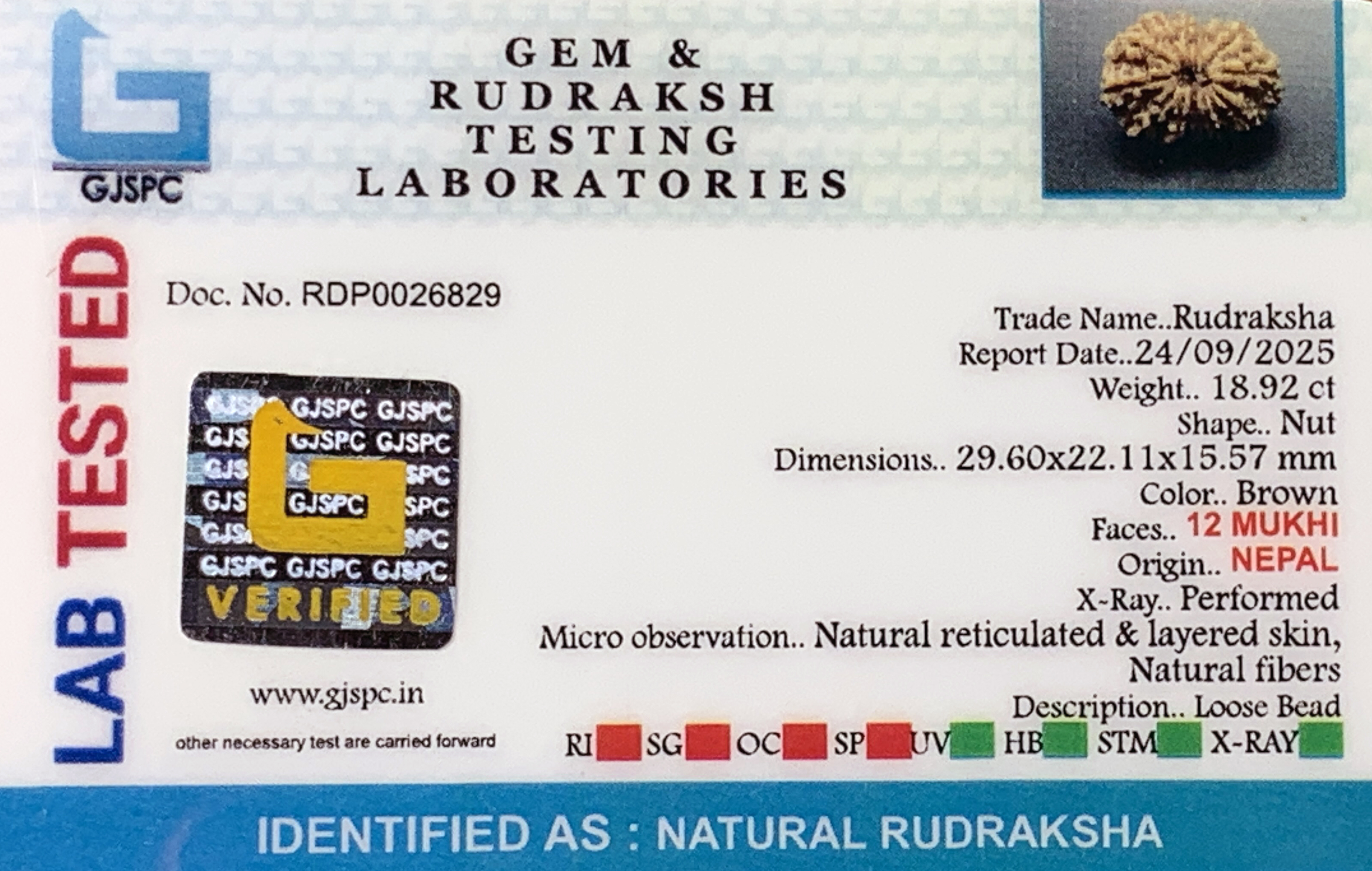 12 Mukhi Rudraksha (3.784gm) view 2