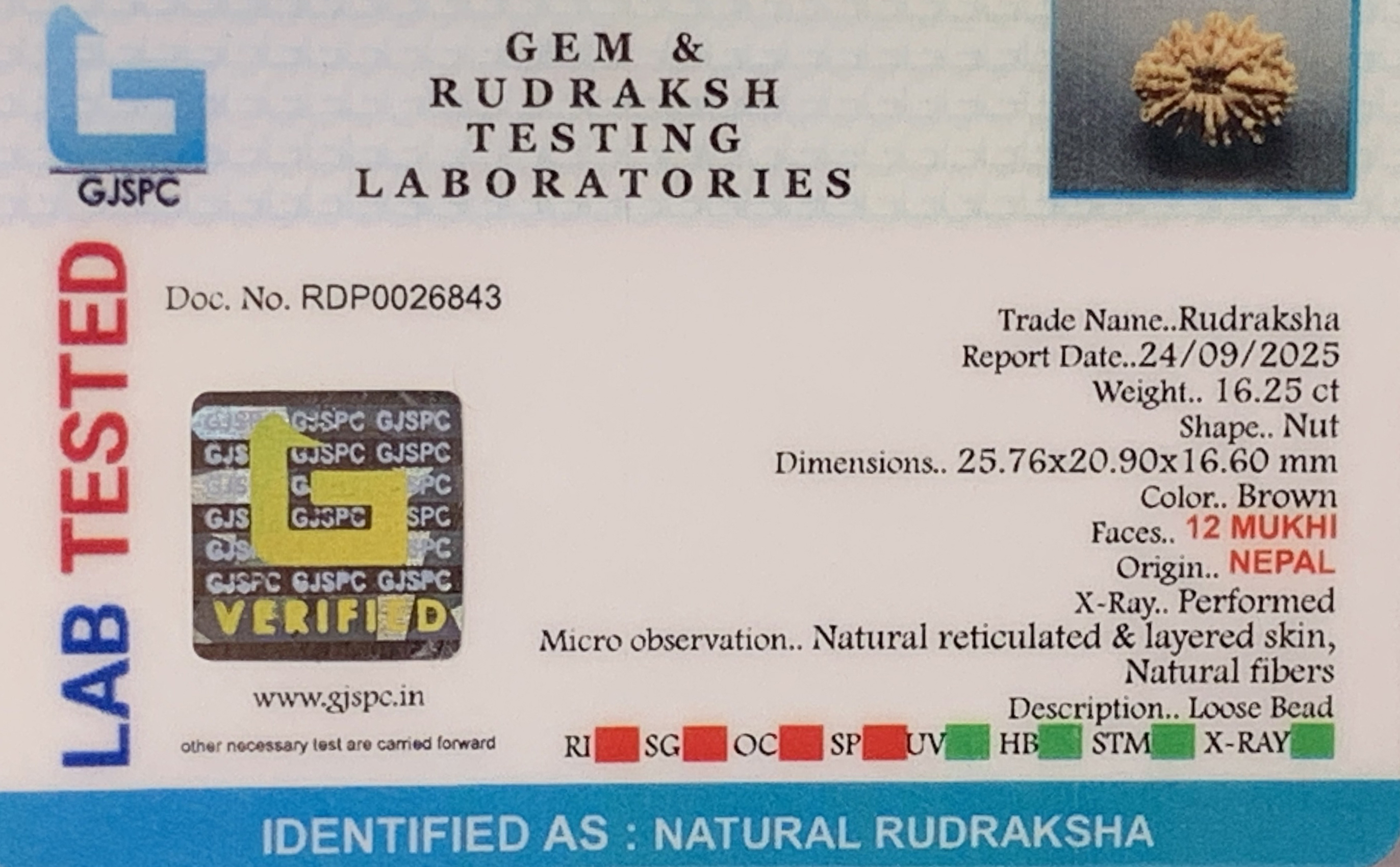 12 Mukhi Rudraksha (3.250gm) view 2