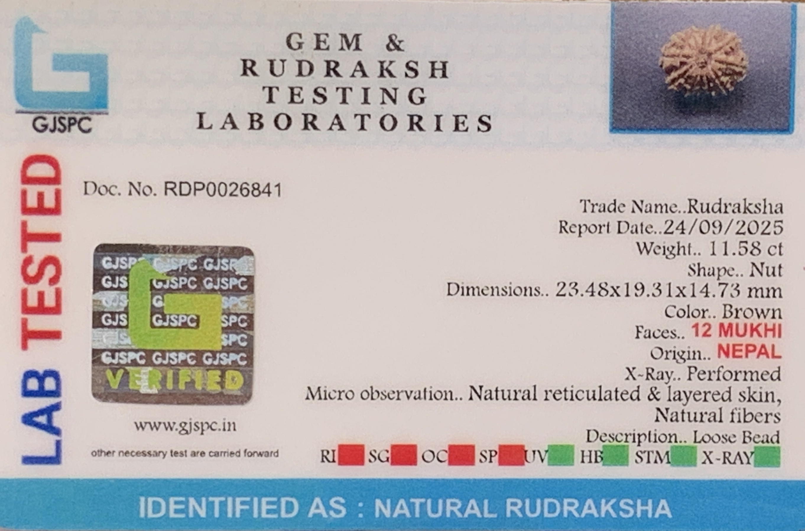 12 Mukhi Rudraksha (2.316gm) view 2