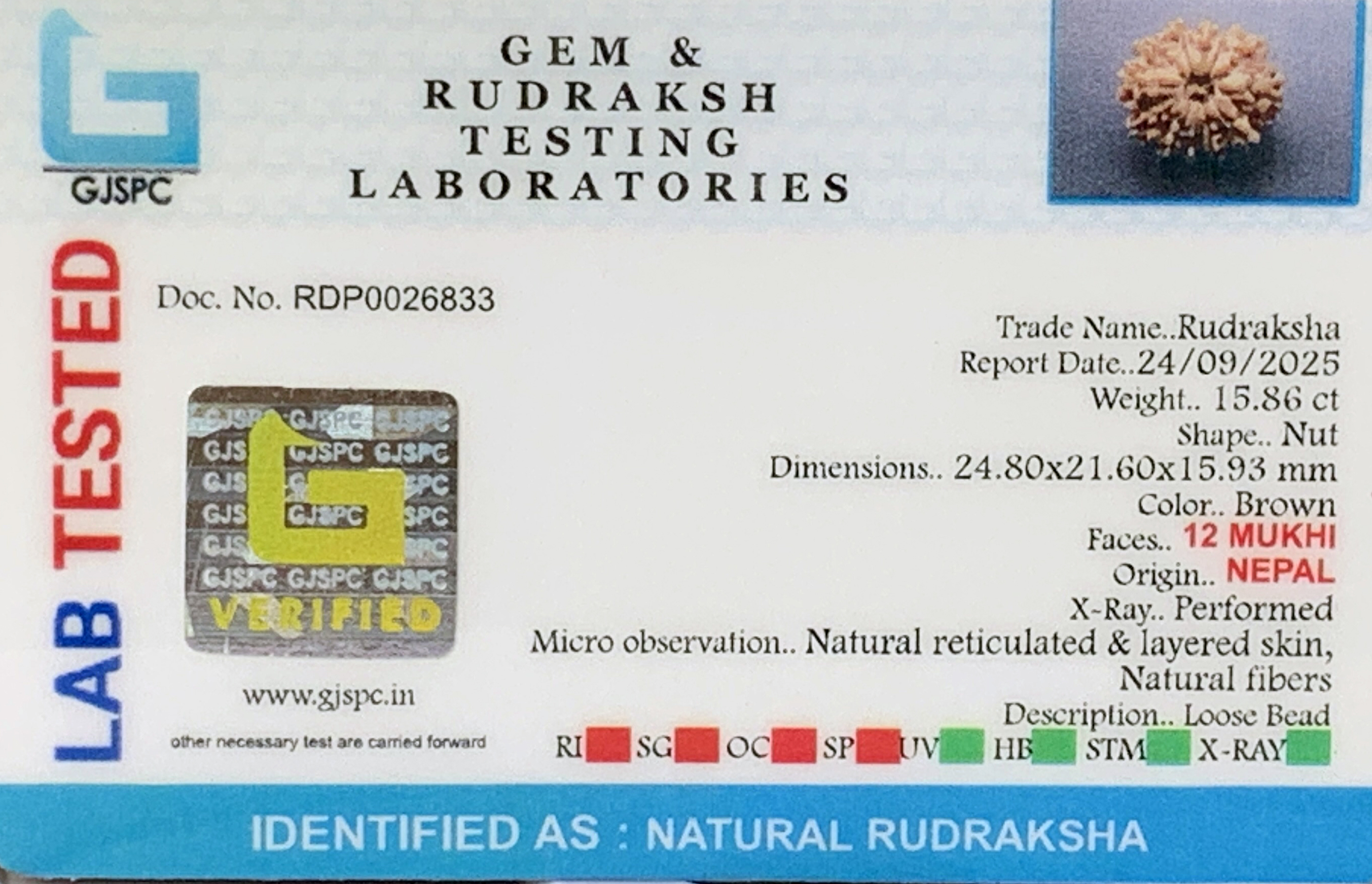 12 Mukhi Rudraksha (3.172gm) view 2