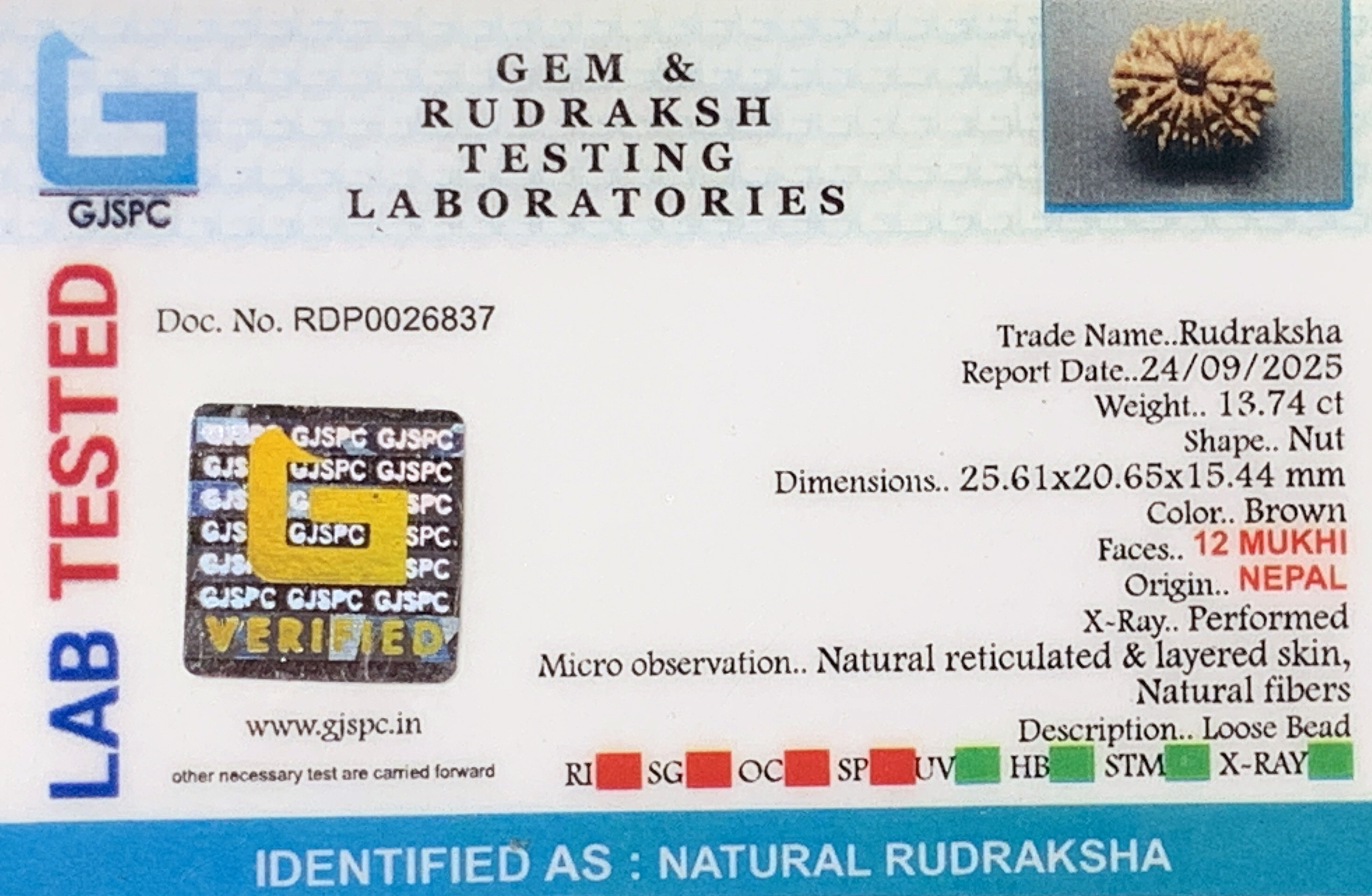 12 Mukhi Rudraksha (2.748gm) view 2