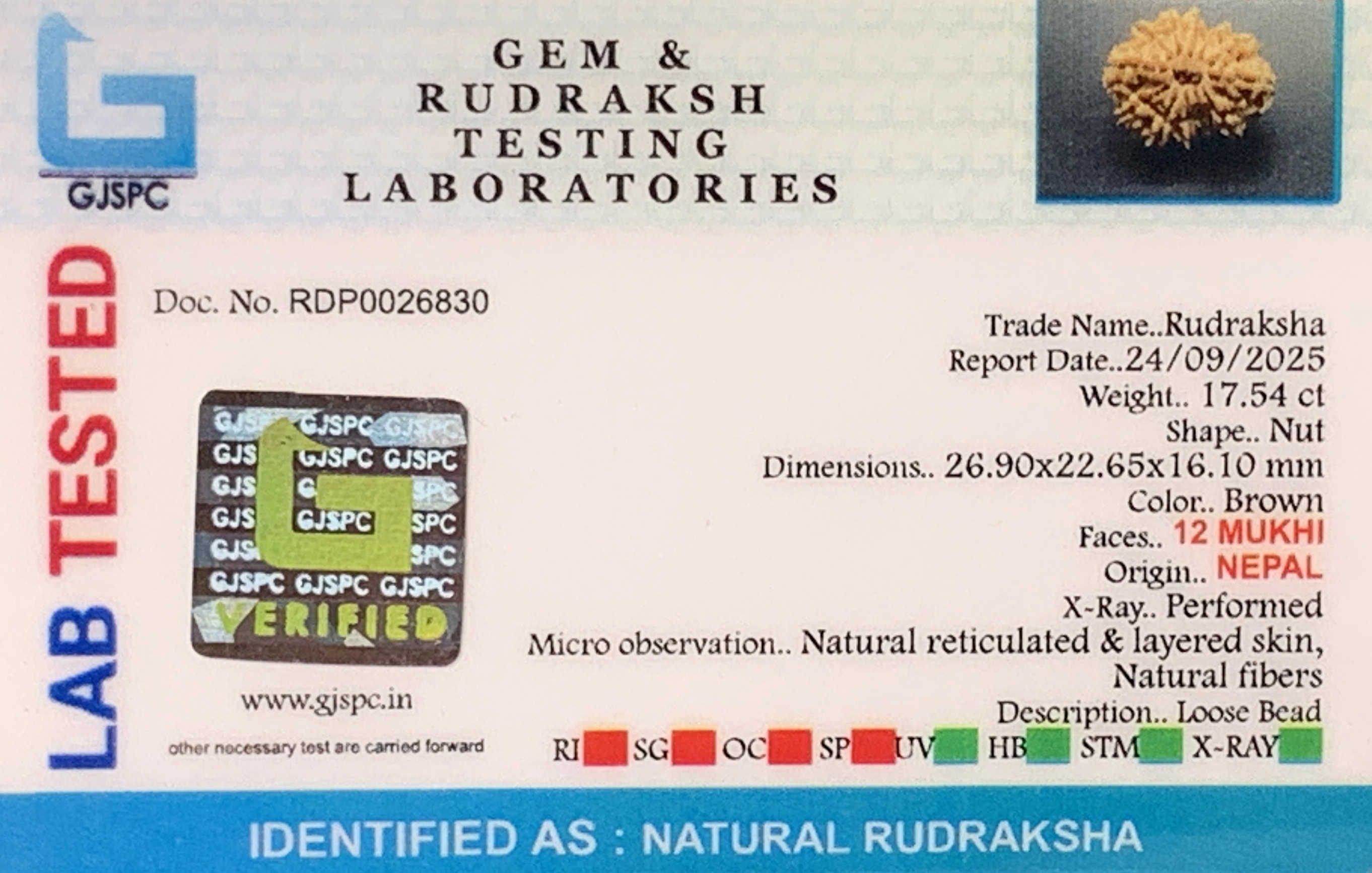 12 Mukhi Rudraksha (3.508gm) view 2