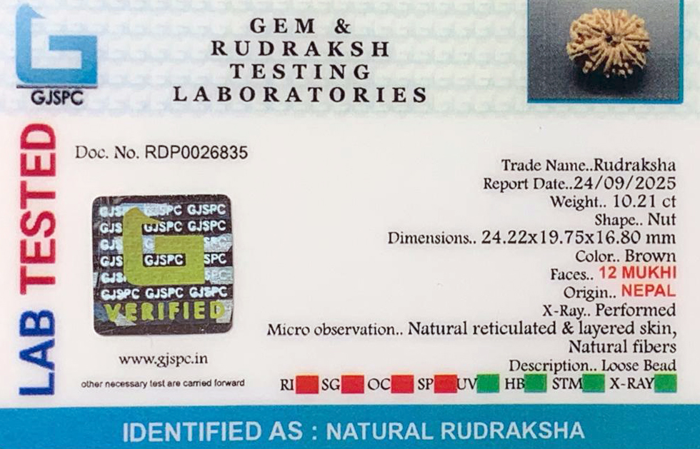 12 Mukhi Rudraksha (2.042gm) view 2