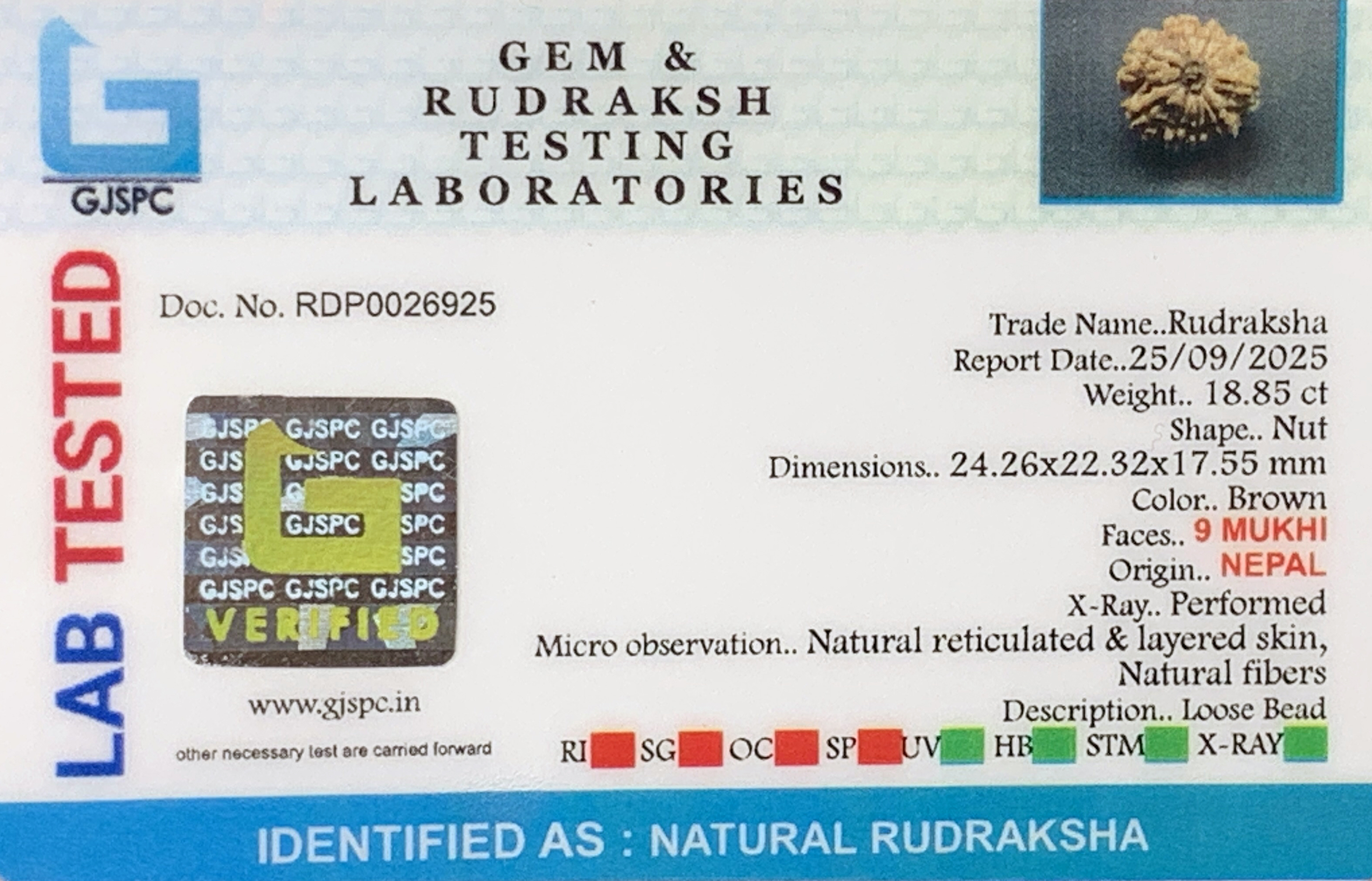 9 Mukhi Rudraksha (3.770gm) view 2