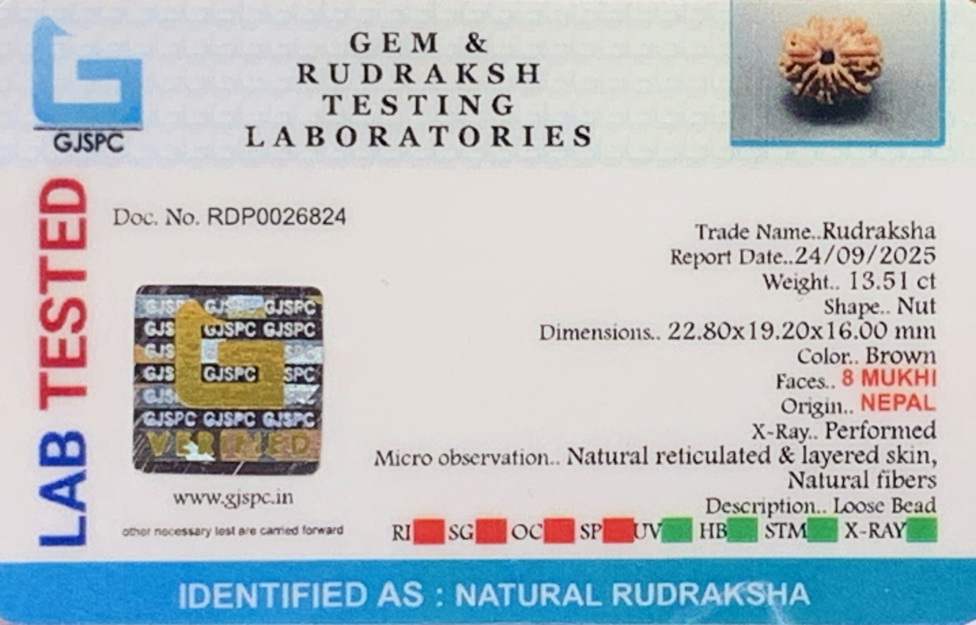 8 Mukhi Rudraksha (2.702mg) view 2