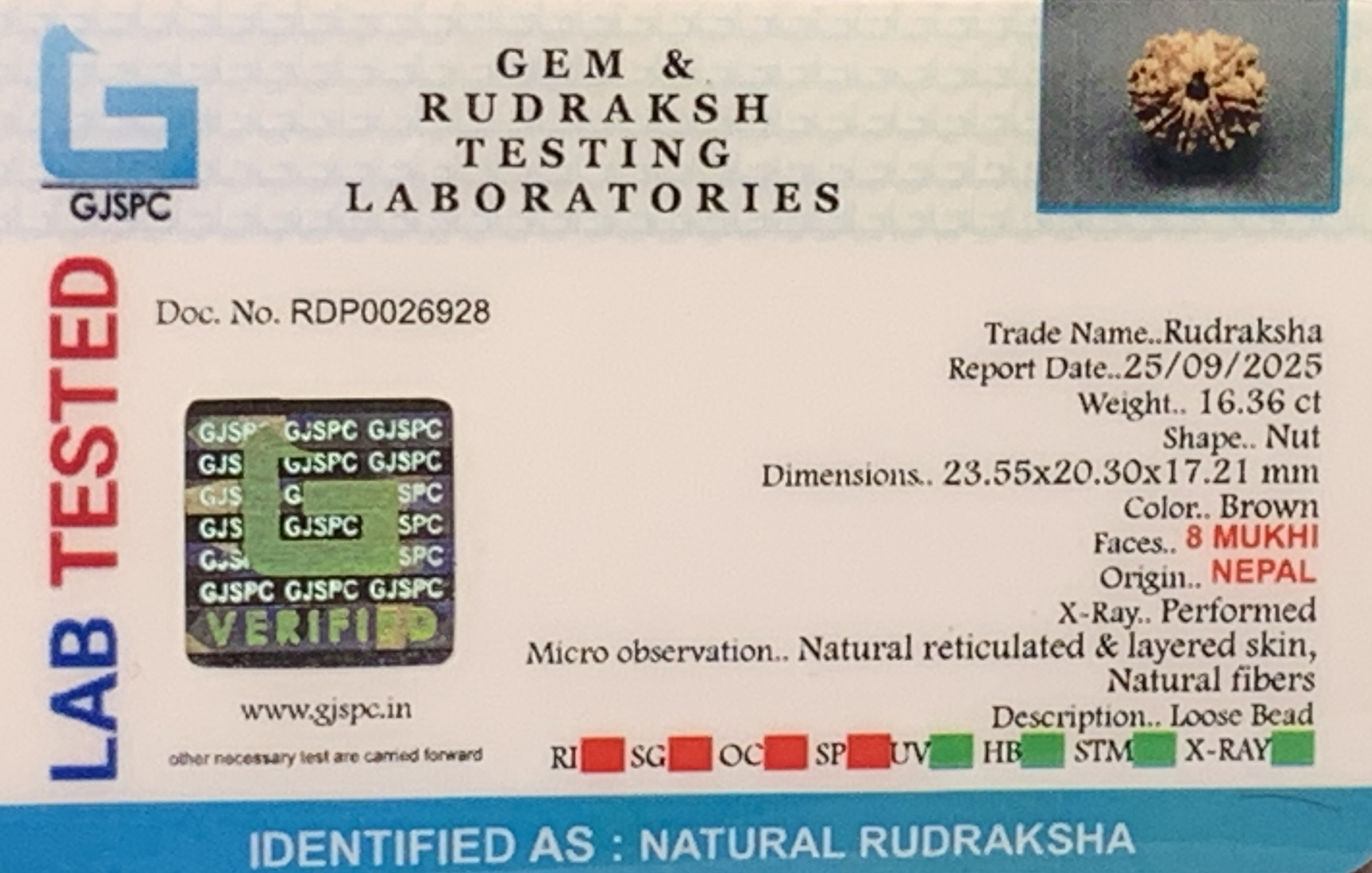 8 Mukhi Rudraksha (3.272mg) view 2