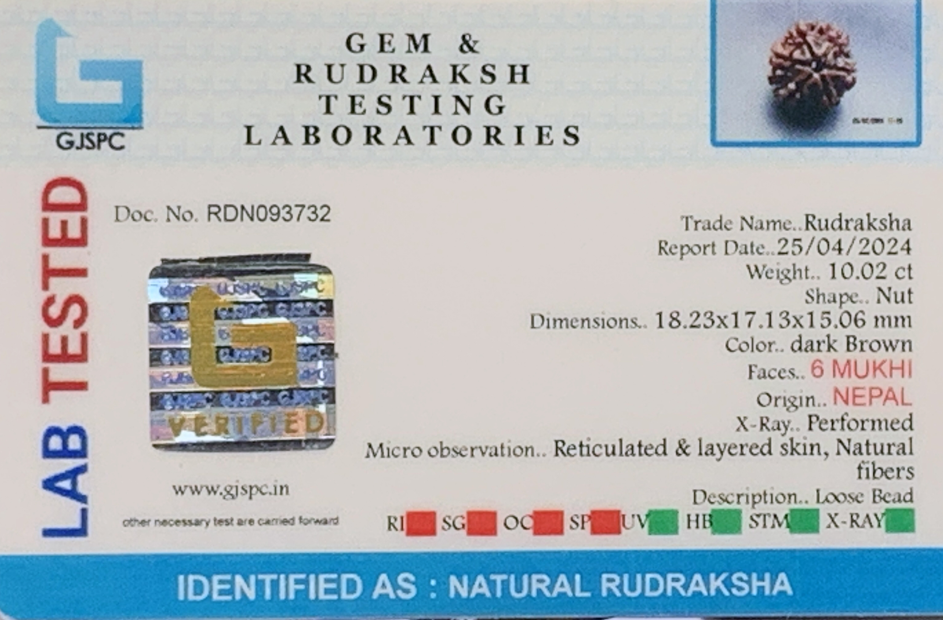 6 Mukhi Rudraksha (2.004gm) view 2