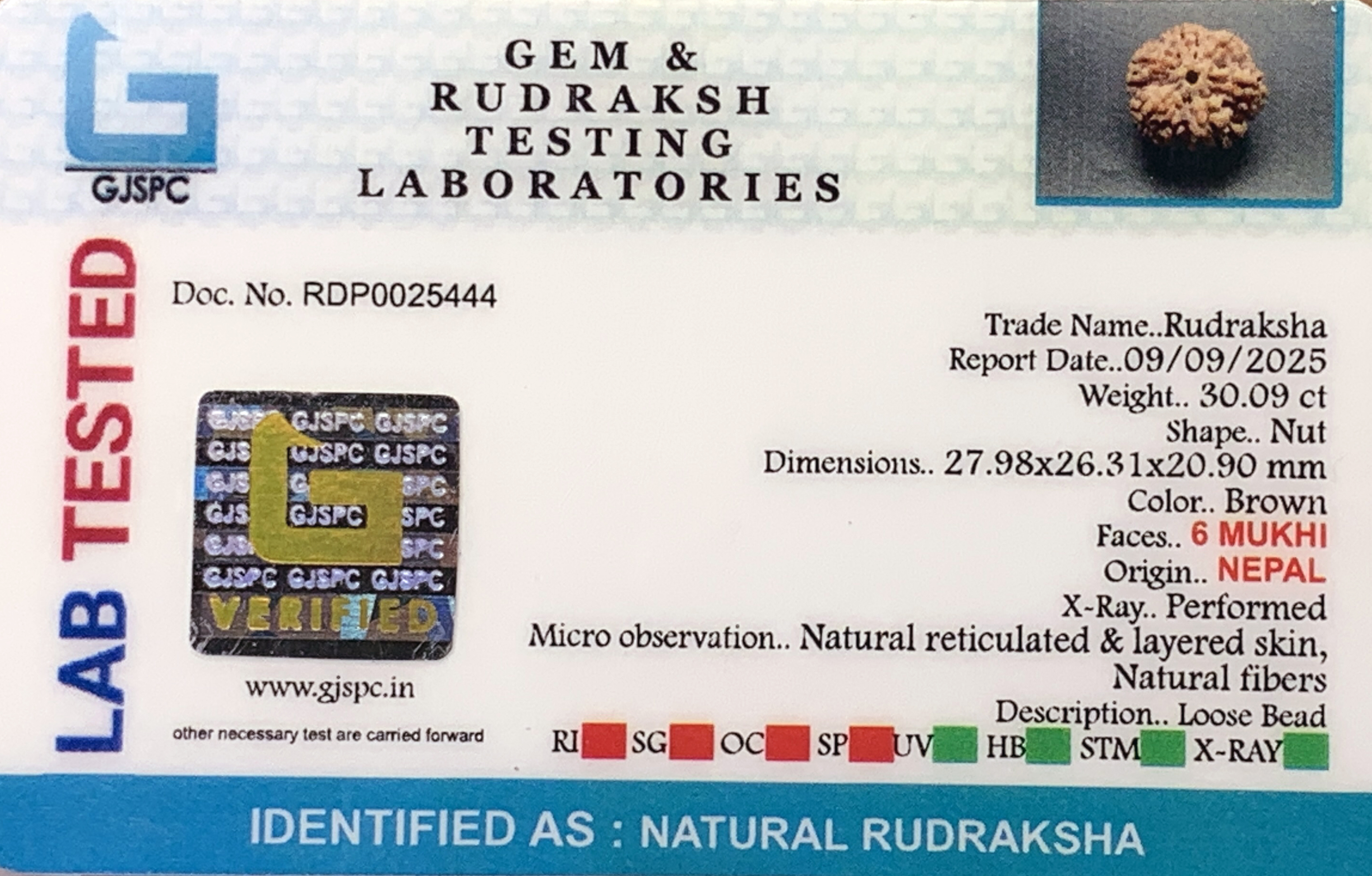 6 Mukhi Rudraksha (6.018gm) view 2