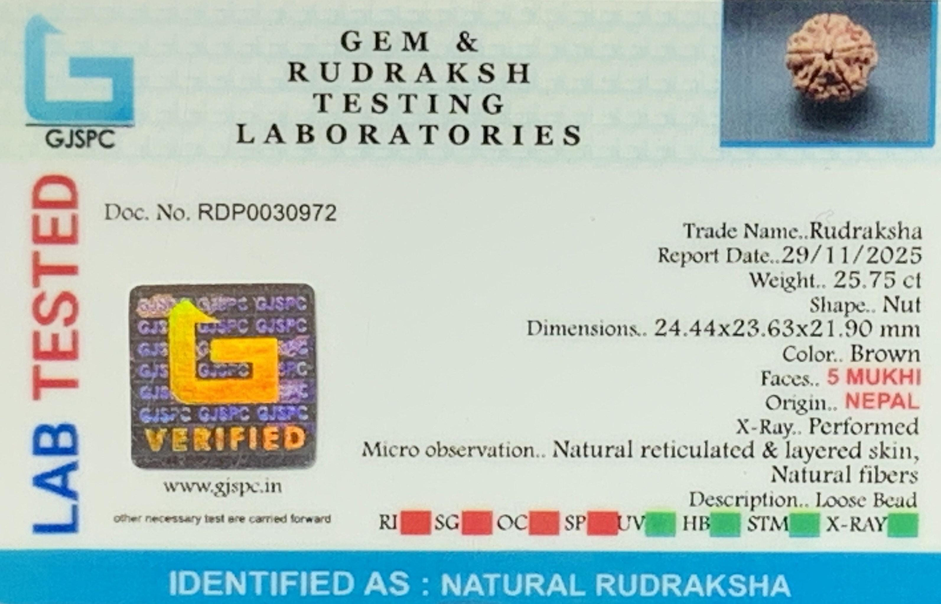 5 Mukhi Rudraksha (5.150gm) view 2