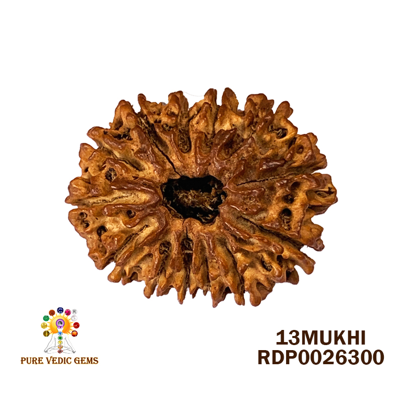 13 Mukhi Rudraksha (2.540gm)