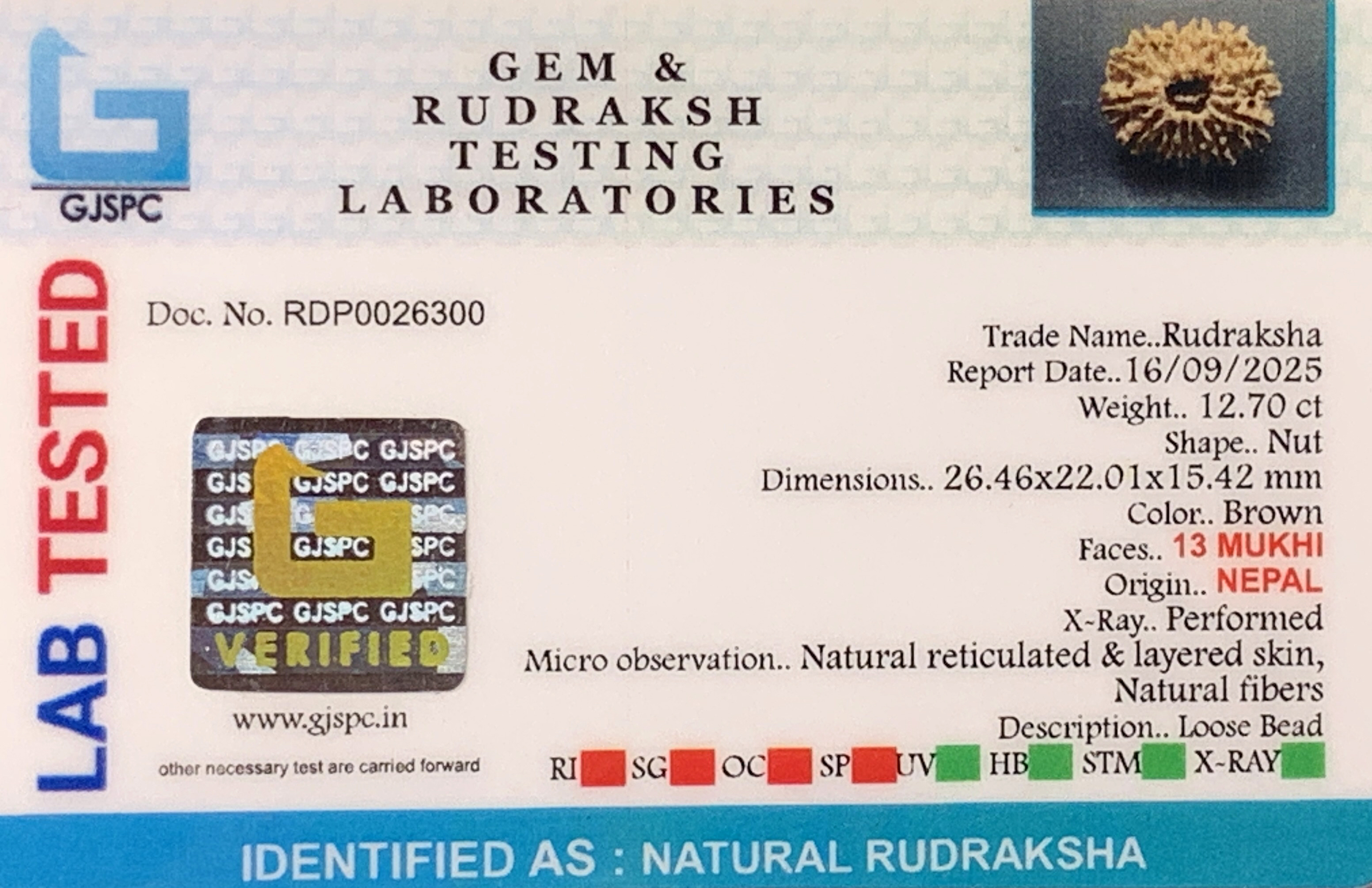 13 Mukhi Rudraksha (2.540gm) view 2