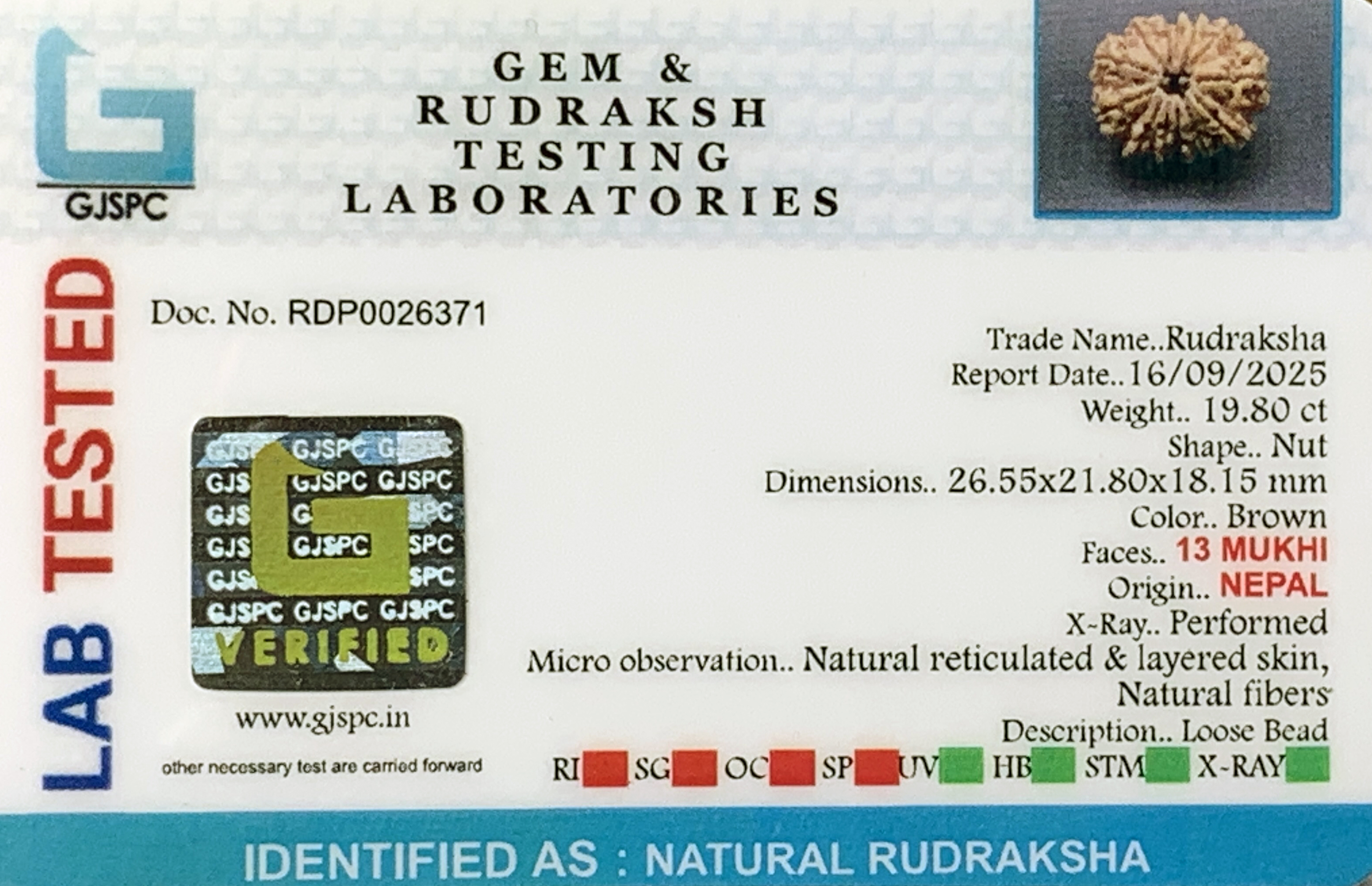13 Mukhi Rudraksha (3.960gm) view 2